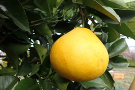 【ご家庭用 】 文旦(小玉) 箱込み5Kg