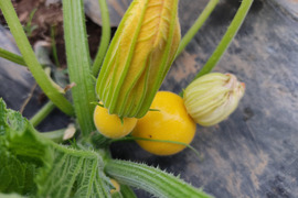 🌈🥗【初夏の畑を丸ごと】採れたてズッキーニと旬のめぐみ野菜セット｜【朝どれ】農薬・化成肥料不使用🌈
