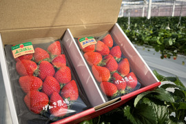 【農場長おすすめ！】《人気2品種 食べ比べセット♪》280g×2パック【いちご食べ比べ】