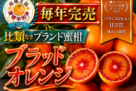 【食べチョクグランプリ2026受賞】『幻の生ブラッドオレンジ』国産やみつきリピーター続出🍊傾斜35度の崖上で収穫される希少な宇和島ブランドみかん贈答用にも【お得キャンペーン約3kg】【2月中旬予約】