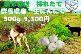 令和8年度　群馬県産　生ニンニク 有機肥料栽培　農薬化学薬品無使用　500g