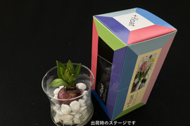 香り豊かなヒヤシンス桃１球入れ🌼
ガラスベース付き おしゃれなギフトボックス入り【期間限定】