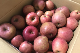 【わけあり品】青森県産りんご「サンふじ」加工用 10kg以上【ジュースやスムージにどうぞ！】