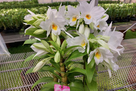 【母の日ギフト】夏の蘭“フォーミディブル〟4本立