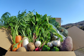 自然栽培のお野菜詰合せ【お試し用】