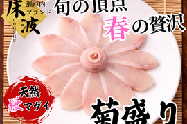 🌸料亭の一皿をご自宅で🌸旬をそのまま咲かせた天然国産『 桜マダイ 菊盛り』長州床波ブランドお刺身約150g【3月上中旬予約】