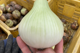 お買い得！訳あり泉州玉ねぎ2kg