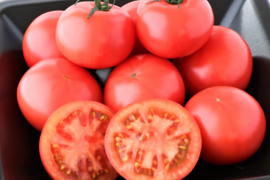 【まもなく終了】【4/14まで】甘みとコクのある上品な味わいのトマト 熊野薬草園のセレブトマト(約800g)