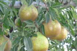 ラフランスの後の西洋梨　（（ウインターネリス））