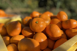 The citrus【AOSHIMA】青島みかん 約2kg