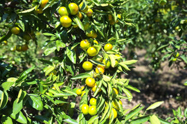 早生みかん(早生ミカン)　7.5㎏【甘み酸味バランス◎】【農薬化学肥料不使用】【熨斗(のし)対応可】