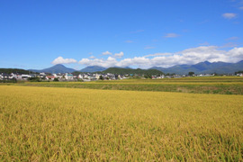 【新米】特別栽培米 モチモチふっくらミルキークイーン 精米10kg