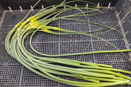 ✨希少！国産ニンニクの芽　約400g✨採れたて直送｜やわらかく甘い春のごちそう🥬農薬・化成肥料不使用✨