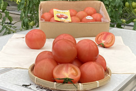 【酸味と旨味】夢風船の『冬トマト』（Mサイズ）１１玉入り、およそ２ｋｇ