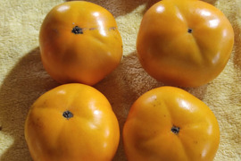 ✨【甘柿（富有柿）】1.1kg（10～14玉）　農薬肥料不使用の自然栽培（お試しサイズ）✨