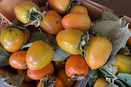 【順次発送中】『干し柿用』 渋柿2kg 自然栽培 干し柿 柿 渋柿（8個～12個）