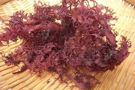 伊豆の美味しい、トサカノリ とさかのり／５０グラム産地直送です！（天日干し乾燥品）