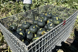 竹内農場の幕別産野菜4点セット