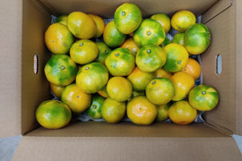 家庭用　極早生みかん　箱込み４.5キロ