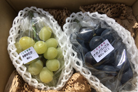 季節のぶどう！品種おまかせセット1.2kg