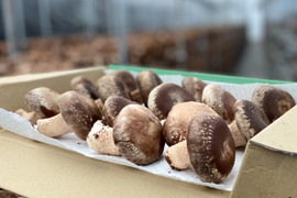 食べて満足！安八超水しいたけ500g