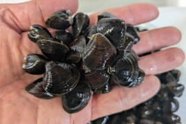 『とれたて新鮮』十三湖産大和しじみ　中サイズ500ｇ×2Ｐ