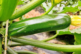 今が旬！瑞々しい神の島育ちのズッキーニ(2kg)