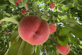 【なつっこ】 高糖度で硬めの桃✨朝採りその日に発送します