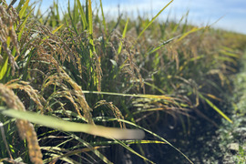 特別栽培  お米「ほしじるし」 令和7年産 5kg