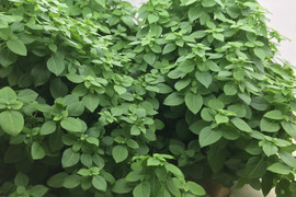 小さい葉っぱで香りのつよい、マイクロバジル（20g）