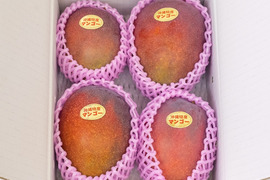 マンゴーの通販｜果物｜2ページ目｜食べチョク｜産地直送(産直