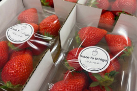 【特Aやよいひめ】宮城蔵王産 いちご 250ｇ×4ｐ