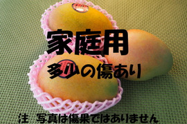 家庭用　高糖度で濃厚な味の完熟『紀州美浜しおさいマンゴー』2玉 0.8kg