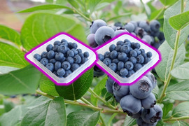 生果実ブルーベリー ５００ｇ（フリーザーパック250ｇ×2個）