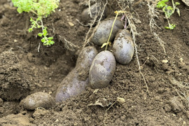 じゃがいも3種（デストロイヤー・シャドークイーン・ノーザンルビー）セット！3kg※サイズミックス