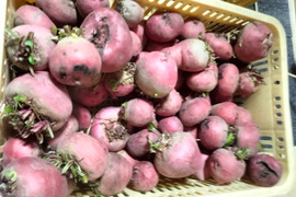 長崎県産ゴルゴビーツ1.5kg