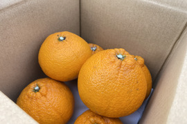 【自然栽培】不知火 A品2㎏（6~8個程度）※3月下旬発送開始　しらぬい