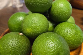 大分県のかぼすで産地直送の商品｜食べチョク｜産地直送(産直)お取り寄せ通販 - 農家・漁師から旬の食材を直送