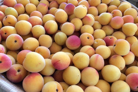 梅干し・梅ジャム作りに！【完熟・南高梅約10kg】特別栽培・奈良県産