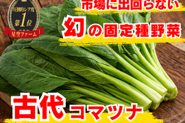 🥬青菜No.1のカルシウム🥬 強い骨は食卓でつくる💪古代小松菜 ☆古代種ブランド野菜【農薬不使用】【化学肥料不使用】【品種改良なしの固定種】お試し約500g🥬5月中旬予約🥬
