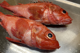 【増量中】きんき/キチジ/北の赤い高級魚/中型/5匹セット/1000ｇ以上【冷凍】【在庫限り】