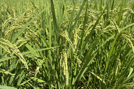 循環農法産玄米5キロ