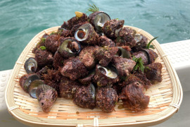 ニナ貝 1kg（50～60個）