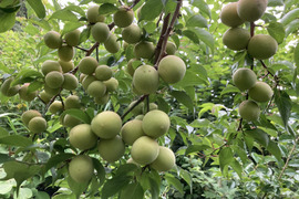 ⭐️農薬除草剤なし⭐️フルーティーな香りが強い生梅小サイズ3キロ★人気です‼️