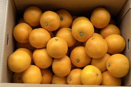 紀の川　八朔　小玉Sサイズ10kg（箱込み）格安！　おいしさは一緒！