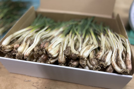 【規格外】味は変わらずお買い得！伊江島産 島らっきょう！1kg