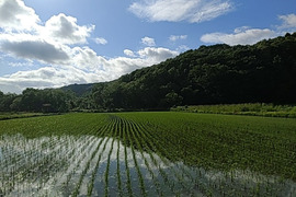 低農薬栽培　北海道　玄米5kg