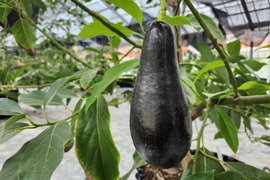 淡路島産！ビニールハウスで栽培し、なかなか市場には出荷されない貴重な国産アボカド(メキシコーラグランデ)