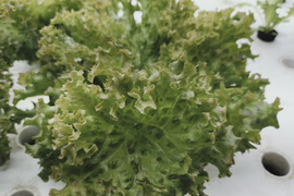 農薬、化学肥料不使用　やわらか食感ロロロッサレタス