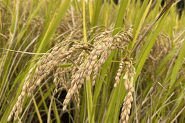 飯島農園のお米　30キロ（玄米）